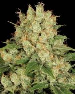 AK 47 Feminized Seeds-100 Pieces