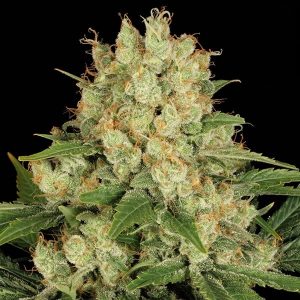 AK 47 Feminized Seeds-100 Pieces