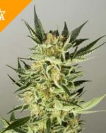AK48 Automatic Seeds (100 pieces)