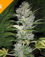 Buy Big Bud Automatic Seeds(100 pieces)
