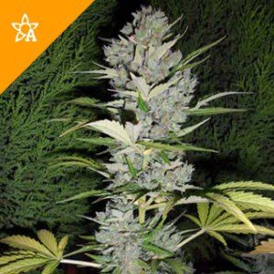 Buy Big Bud Automatic Seeds(100 pieces)