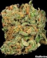 Big Bud Feminized Seed(100 pieces)