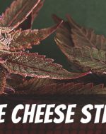 Blue Cheese Strain (28 Grams)