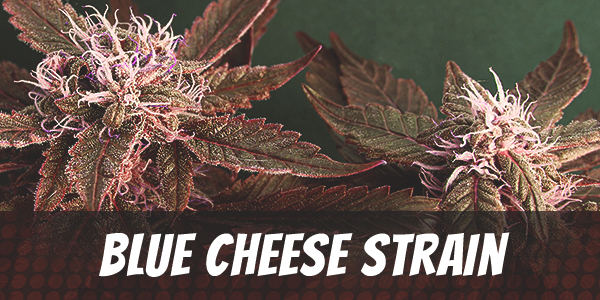Blue Cheese Strain (28 Grams)