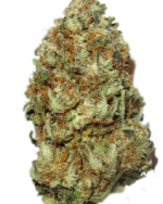 Chocolope Bud
