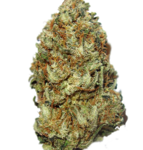 Chocolope Bud