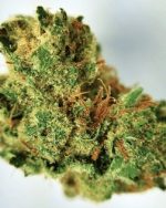 Gelato Strain (THC 20%)