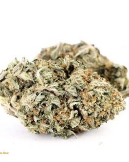 Gorilla Glue