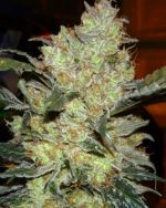 Kings kush