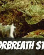 Motorbreath Strain (THC: 28%)
