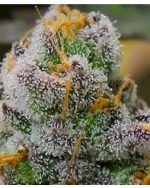 Platinum Girl Scout Cookies Strain