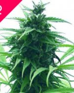 Super Skunk Feminized Seeds(100 Pieces)