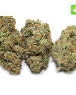 White OG Strain
