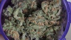 Chocolope Kush (THC: 20%)
