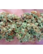 Holy Grail Kush (THC: 24%)