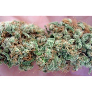 Holy Grail Kush (THC: 24%)