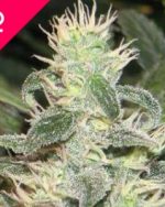 Mexican Haze Feminized Seeds