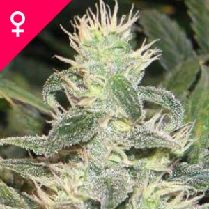 Mexican Haze Feminized Seeds