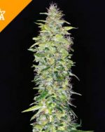 Northern Lights Automatic Seeds