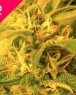 Northern Lights Feminized Seeds