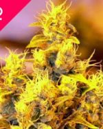 NYC Diesel Feminized Seeds