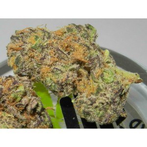 Purple Urkle (THC: 15%)