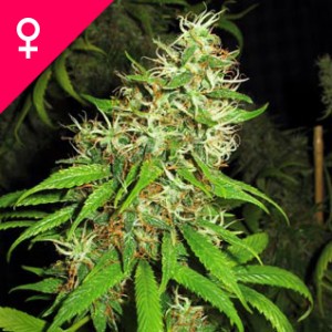 Super Silver Cheese Feminized Seeds