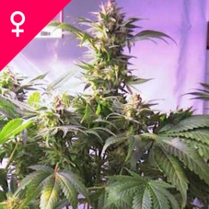 Top 44 Feminized Seeds