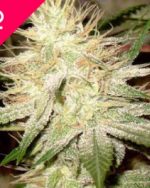 White Widow Feminized Seeds