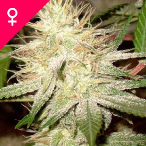White Widow Feminized Seeds