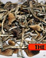 Magic Mushrooms Psilocybe Cubensis Very POTENT (1G)