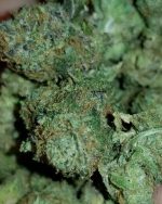 Qp gorilla glue buds only europe