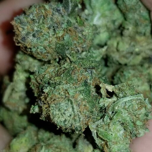 Qp gorilla glue buds only europe
