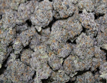 Exotic Grade Indoor - 1oz+