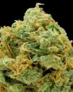 Royal Runtz 10g INDOOR BEST QUALITY !!!!!