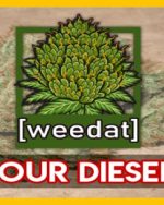 15g SOUR DIESEL homegrown Weed Cannabis Marihuana Buds