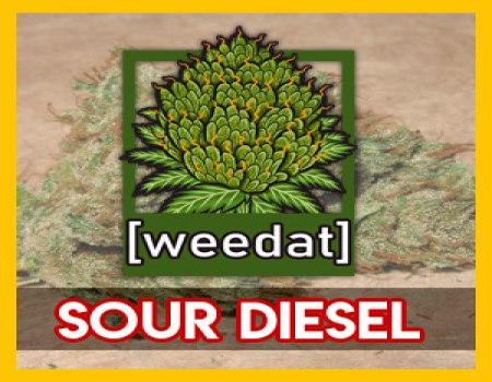 15g SOUR DIESEL homegrown Weed Cannabis Marihuana Buds