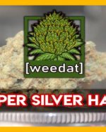 15g Super Silver Haze homegrown Weed Cannabis Marihuana Buds