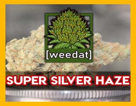 15g Super Silver Haze homegrown Weed Cannabis Marihuana Buds