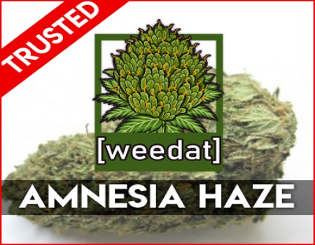 10g AMNESIA HAZE homegrown Weed Cannabis Buds Marihuana