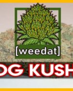 10g OG KUSH homegrown Weed Cannabis Marihuana Buds