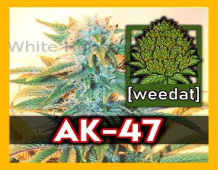 10g AK 47 homegrown Weed Cannabis Marihuana Buds