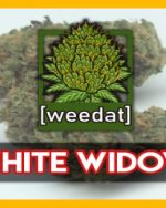 WHITE WIDOW homegrown Weed Cannabis Marihuana Buds