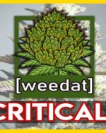 10g Critical + 2.0 homegrown Weed Cannabis Marihuana Buds