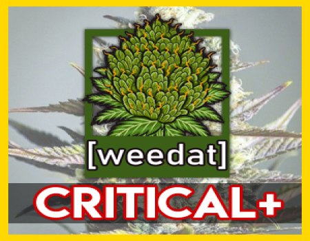 10g Critical + 2.0 homegrown Weed Cannabis Marihuana Buds