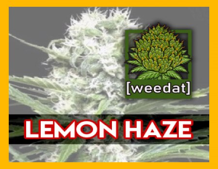 10g LEMON HAZE homegrown Weed Cannabis Marihuana Buds