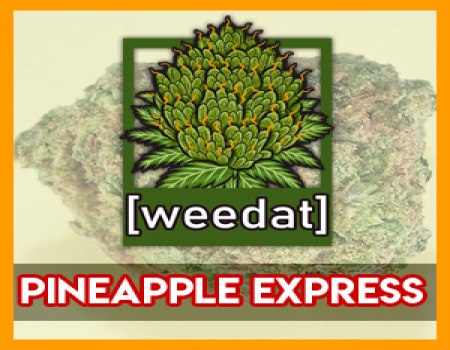 10g PINEAPPLE EXPRESS homegrown Weed Cannabis Marihuana Buds