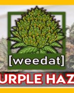 10g PURPLE HAZE homegrown Weed Cannabis Buds Marihuana