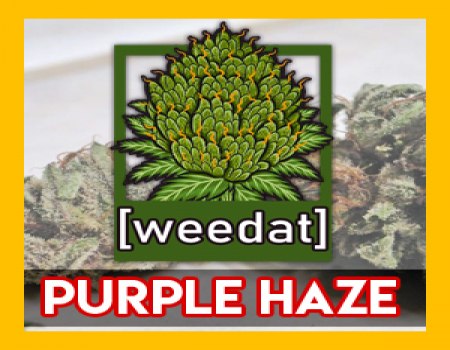 10g PURPLE HAZE homegrown Weed Cannabis Buds Marihuana