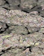 Mac Kush - AAA (105/OZ - 1675/LB)